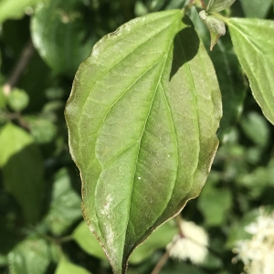 Photographie n°2187636 du taxon Cornus sanguinea L. [1753]