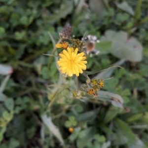 Photographie n°2187639 du taxon Lactuca serriola L. [1756]