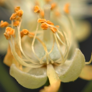 Tilia platyphyllos Scop. (Tilleul à grandes feuilles)