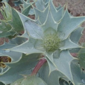 Photographie n°2187748 du taxon Eryngium maritimum L. [1753]