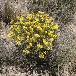 Photographie n°2187756 du taxon Coronilla minima L. [1756]