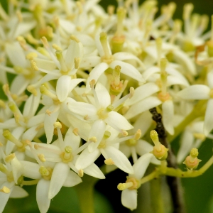 Photographie n°2187802 du taxon Cornus sanguinea L.