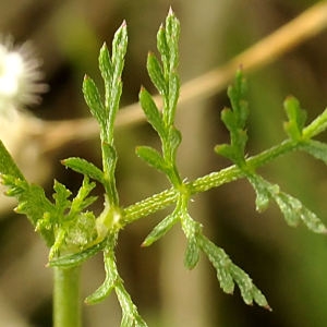  - Torilis leptophylla (L.) Rchb.f. [1867]