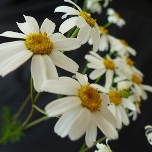 Photographie n°2187833 du taxon Tanacetum corymbosum (L.) Sch.Bip. [1844]