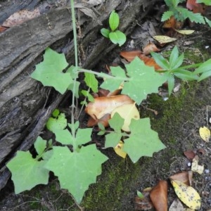 Photographie n°2187850 du taxon Lactuca muralis (L.) Gaertn. [1791]