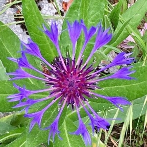 Photographie n°2187859 du taxon Cyanus montanus (L.) Hill [1768]