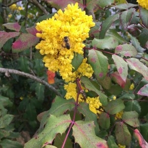 Photographie n°2187862 du taxon Berberis aquifolium Pursh [1814]