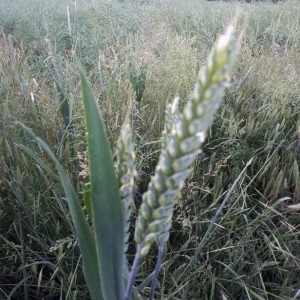 Photographie n°2187869 du taxon Triticum turgidum L. [1753]