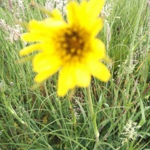 Photographie n°2187877 du taxon Tragopogon pratensis L. [1753]