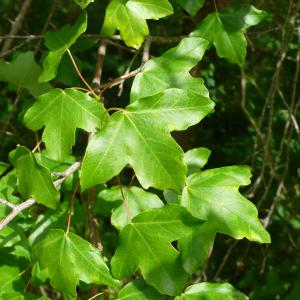 Photographie n°2187967 du taxon Acer monspessulanum L.