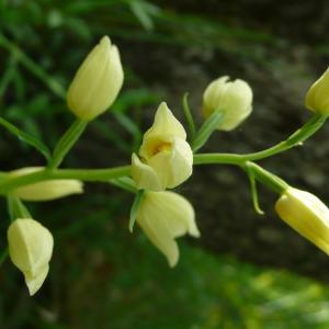 Photographie n°2187973 du taxon Cephalanthera damasonium (Mill.) Druce