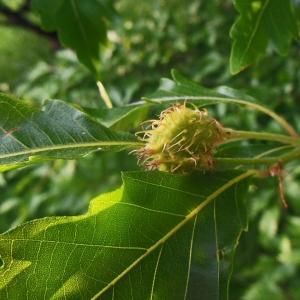 Photographie n°2187995 du taxon Fagus sylvatica var. laciniata Vignet ex Pers. [1800]