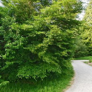 Photographie n°2187997 du taxon Fagus sylvatica var. laciniata Vignet ex Pers. [1800]