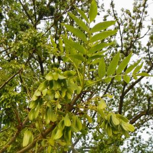 Photographie n°2188000 du taxon Fraxinus excelsior L. [1753]