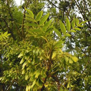 Photographie n°2188001 du taxon Fraxinus excelsior L. [1753]