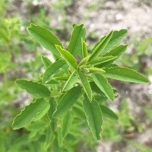 Photographie n°2188019 du taxon Melilotus albus Medik. [1787]