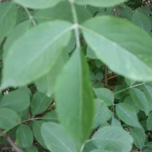 Photographie n°2188027 du taxon Sambucus nigra L. [1753]