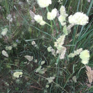 Photographie n°2188035 du taxon Dactylis glomerata L.