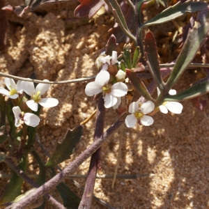 Photographie n°2188045 du taxon Didesmus aegyptius (L.) Desv.