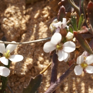 Photographie n°2188046 du taxon Didesmus aegyptius (L.) Desv.