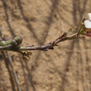 Photographie n°2188047 du taxon Didesmus aegyptius (L.) Desv.