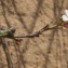  Liliane Roubaudi - Didesmus aegyptius (L.) Desv.