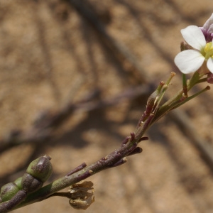 Photographie n°2188048 du taxon Didesmus aegyptius (L.) Desv.