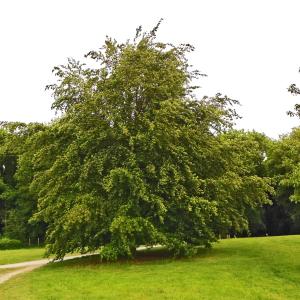 Photographie n°2188085 du taxon Fagus sylvatica L. [1753]