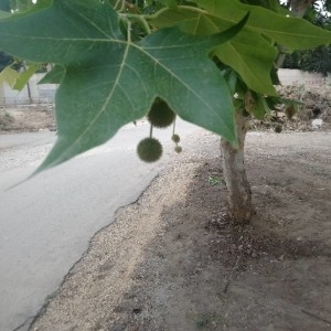 Photographie n°2188111 du taxon Platanus orientalis L. [1753]