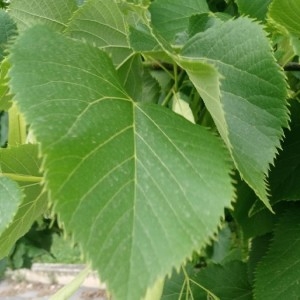 Photographie n°2188114 du taxon Tilia americana L. [1753]