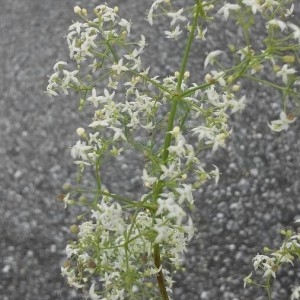 Photographie n°2188119 du taxon Galium mollugo L. [1753]