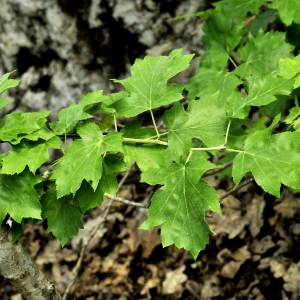Photographie n°2188161 du taxon Sorbus torminalis (L.) Crantz