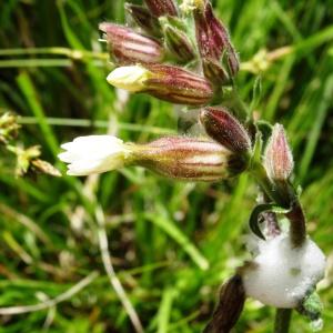 Photographie n°2188175 du taxon Silene latifolia subsp. alba (Mill.) Greuter & Burdet [1982]