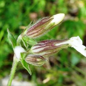 Photographie n°2188176 du taxon Silene latifolia subsp. alba (Mill.) Greuter & Burdet [1982]