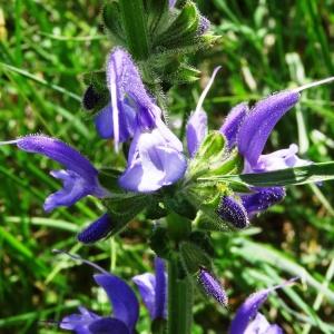 Photographie n°2188186 du taxon Salvia pratensis subsp. pratensis 