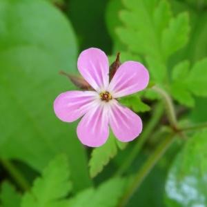 Photographie n°2188223 du taxon Geranium purpureum Vill. [1786]