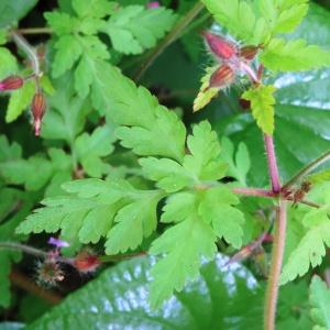 Photographie n°2188225 du taxon Geranium purpureum Vill. [1786]