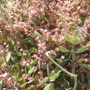 Photographie n°2188271 du taxon Cuscuta palaestina Boiss. [1849]