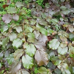 Photographie n°2188300 du taxon Corylus avellana L. [1753]