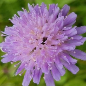 Photographie n°2188318 du taxon Knautia arvensis (L.) Coult. [1828]