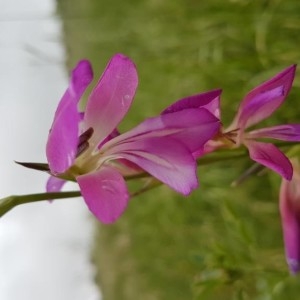 Photographie n°2188323 du taxon Gladiolus italicus Mill. [1768]