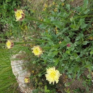 Photographie n°2188331 du taxon Urospermum dalechampii (L.) Scop. ex F.W.Schmidt [1795]