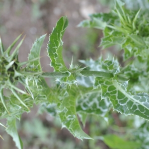 Photographie n°2188351 du taxon Silybum marianum (L.) Gaertn.