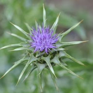 Photographie n°2188352 du taxon Silybum marianum (L.) Gaertn.