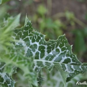 Photographie n°2188353 du taxon Silybum marianum (L.) Gaertn.