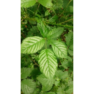 Rubus spectabilis Pursh (Ronce admirable)