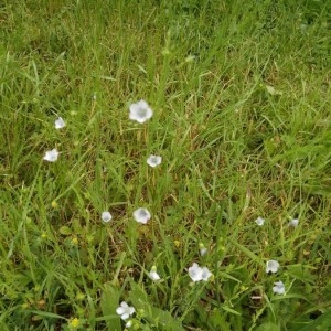 Photographie n°2188375 du taxon Linum usitatissimum L. [1753]