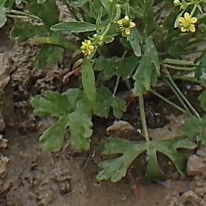 Photographie n°2188381 du taxon Ranunculus sceleratus L. [1753]