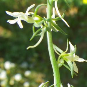 Photographie n°2188424 du taxon Linaria chalepensis (L.) Mill. [1768]