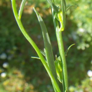 Photographie n°2188425 du taxon Linaria chalepensis (L.) Mill. [1768]